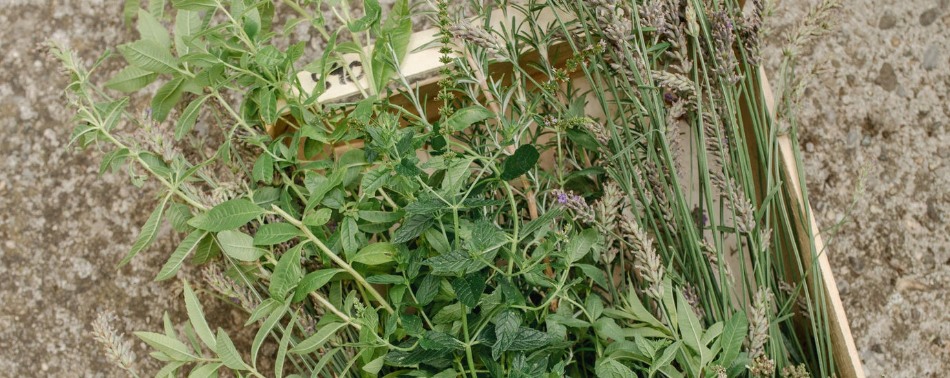 les aromatiques de terroir