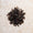Oolong