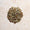 Sauge officinale